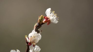 Yapraklarında yağmur damlaları olan beyaz bir kayısı, kayısı ağaçlarının bahçesinde çiçek açıyor, çiçek açan beyaz çiçeklerin arka planında. Doğa. Çiçek yakın çekim.