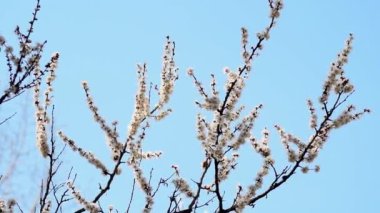 Yapraklarında yağmur damlaları olan beyaz bir kayısı, kayısı ağaçlarının bahçesinde çiçek açıyor, çiçek açan beyaz çiçeklerin arka planında. Doğa. Çiçek yakın çekim.