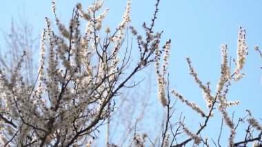 Yapraklarında yağmur damlaları olan beyaz bir kayısı, kayısı ağaçlarının bahçesinde çiçek açıyor, çiçek açan beyaz çiçeklerin arka planında. Doğa. Çiçek yakın çekim.