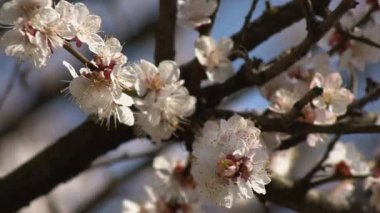 Yapraklarında yağmur damlaları olan beyaz bir kayısı, kayısı ağaçlarının bahçesinde çiçek açıyor, çiçek açan beyaz çiçeklerin arka planında. Doğa. Çiçek yakın çekim.
