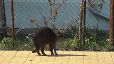 Saldırıyı püskürtmek için raftaki kedi. Kedi, yünlü bir hayvandır ve saldırıyı püskürtmek ya da rakibine saldırmak için saldırganlaşmıştır.