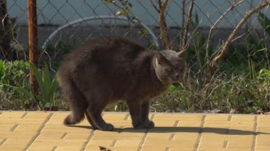 Saldırıyı püskürtmek için raftaki kedi. Kedi, yünlü bir hayvandır ve saldırıyı püskürtmek ya da rakibine saldırmak için saldırganlaşmıştır.