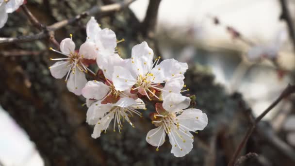 Biały Kwiat Morela Kroplami Deszczu Płatkach Kwitnące Ogrodzie Moreli Drzew — Wideo stockowe