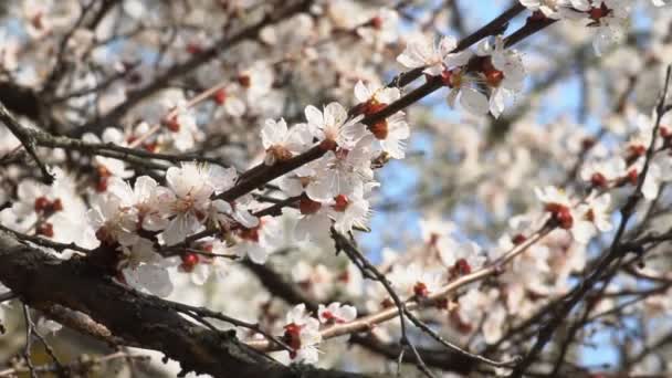 Vit Blomma Aprikos Med Regndroppar Kronbladen Blommar Trã Dgã Rden — Stockvideo