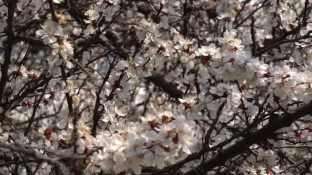 Vit Blomma Aprikos Med Regndroppar Kronbladen Blommar Trã Dgã Rden — Stockvideo