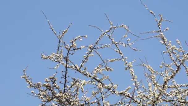 花瓣上有雨滴的白色杏花 在杏树花园里开花 背景是盛开的白色花朵 大自然 开花结果 — 图库视频影像