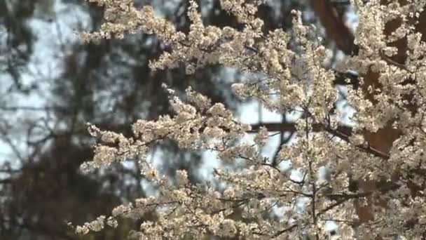 Fiore Bianco Albicocca Con Gocce Pioggia Sui Petali Fioritura Nel — Video Stock