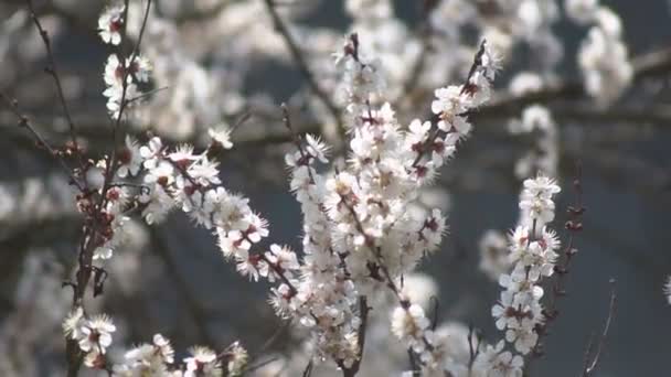 白い花白い花を咲かせる背景を背景に アプリコットの木の庭で開花する花弁の上に雨滴とアプリコット 花を閉じて — ストック動画