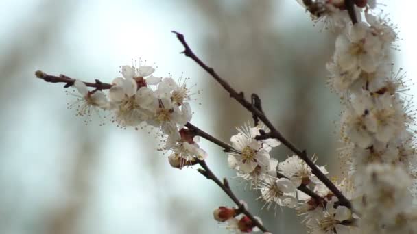 Flor Blanca Albaricoque Con Gotas Lluvia Sobre Los Pétalos Floreciendo — Vídeos de Stock