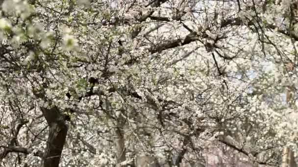 Flor Branca Damasco Com Gotas Chuva Nas Pétalas Floração Jardim — Vídeo de Stock