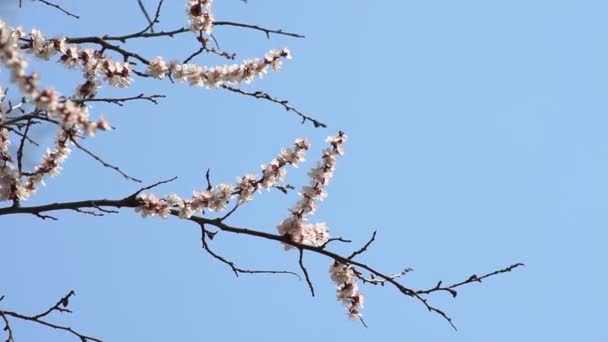 Witte Abrikoos Met Regendruppels Bloemblaadjes Bloeiend Tuin Van Abrikozenbomen Tegen — Stockvideo