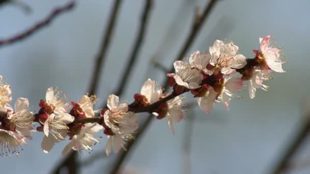 Flor Blanca Albaricoque Con Gotas Lluvia Sobre Los Pétalos Floreciendo — Vídeos de Stock