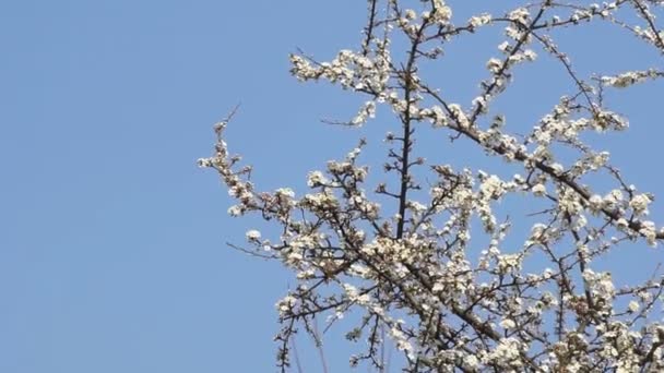 Flor Blanca Albaricoque Con Gotas Lluvia Sobre Los Pétalos Floreciendo — Vídeos de Stock