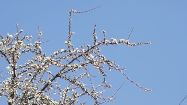 白い花白い花を咲かせる背景を背景に アプリコットの木の庭で開花する花弁の上に雨滴とアプリコット 花を閉じて — ストック動画