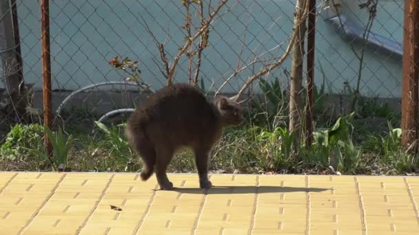 Katt Hylla För Att Avvisa Attack Katten Ett Djur Som — Stockvideo