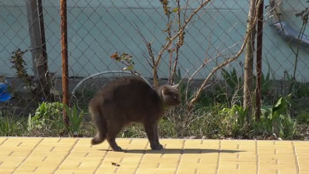 Katt Hylla För Att Avvisa Attack Katten Ett Djur Som — Stockvideo