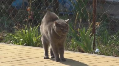 Saldırıyı püskürtmek için raftaki kedi. Kedi, yünlü bir hayvandır ve saldırıyı püskürtmek ya da rakibine saldırmak için saldırganlaşmıştır.