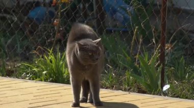 Saldırıyı püskürtmek için raftaki kedi. Kedi, yünlü bir hayvandır ve saldırıyı püskürtmek ya da rakibine saldırmak için saldırganlaşmıştır.