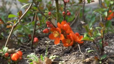 Kırmızı çiçekli bahar çiçeği çalısı. Ayva çiçekleri yakın çekim. Çiçekli ayva bitkisi deseni. Chaenomeles Specosa dikenli çoklu yaprak döken bir çalı..