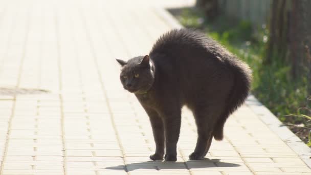 猫在机架上击退攻击 猫是一种动物 它为了击退公然的攻击或攻击对手而提高了毛并变得咄咄逼人 — 图库视频影像