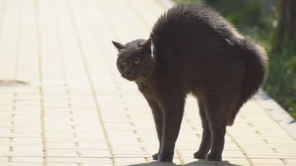Kočka Poličce Odpuzuje Útok Kočka Zvíře Které Vychovalo Vlnu Stalo — Stock video