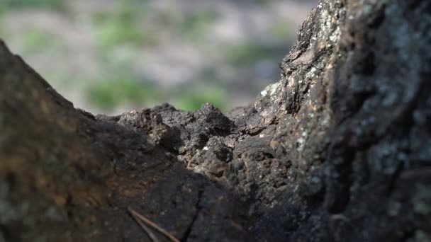 Casca Árvore Com Formigas Rastejantes Formigas Rastejam Longo Casca Tronco — Vídeo de Stock