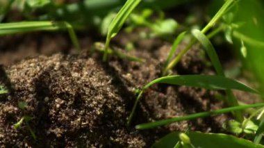 Çoğul karıncalar yeşil otlar arasında karınca yuvalarında hızlı hareket ederler.