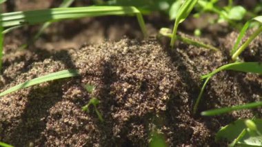Çoğul karıncalar yeşil otlar arasında karınca yuvalarında hızlı hareket ederler.