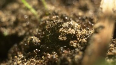 Çoğul karıncalar yeşil otlar arasında karınca yuvalarında hızlı hareket ederler.