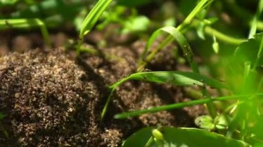 Çoğul karıncalar yeşil otlar arasında karınca yuvalarında hızlı hareket ederler.