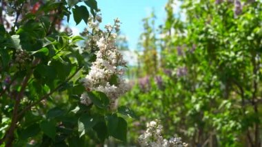 Çiçek açan beyaz ve mor leylak çalıları. Çiçekli mor leylak, nefis kokusuyla nefes kesici bir manzara.