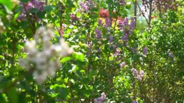 Çiçek açan beyaz ve mor leylak çalıları. Çiçekli mor leylak, nefis kokusuyla nefes kesici bir manzara.