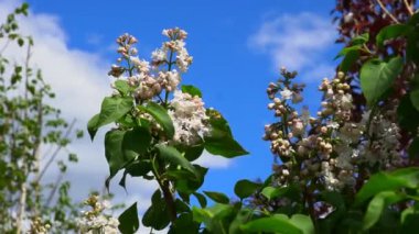 Çiçek açan beyaz ve mor leylak çalıları. Çiçekli mor leylak, nefis kokusuyla nefes kesici bir manzara.