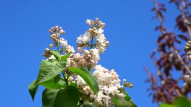 Çiçek açan beyaz ve mor leylak çalıları. Çiçekli mor leylak, nefis kokusuyla nefes kesici bir manzara.