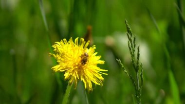 İlkbaharda rüzgarda sallanan bitmeyen karahindiba tarlaları. Bulutlu bir günde yeşil çimlerde sarı çiçeklerin alçak görüntüsü.