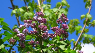 Çiçek açan beyaz ve mor leylak çalıları. Çiçekli mor leylak, nefis kokusuyla nefes kesici bir manzara.