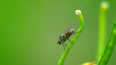 Sapında oturan bir sinek. Uçan sinekler çayırlarda otların arasında oturuyor.