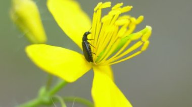 Sarı bir selandin çiçeğinin üzerinde oturan siyah bir böcek nektar yer. Hardalın içindeki pireli böceğin Macro Shot 'u ya da kolza çekirdeği sarı çiçekleri..