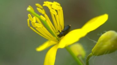 Sarı bir selandin çiçeğinin üzerinde oturan siyah bir böcek nektar yer. Hardalın içindeki pireli böceğin Macro Shot 'u ya da kolza çekirdeği sarı çiçekleri..