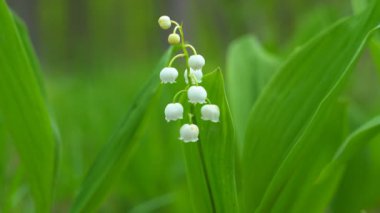 Vadinin nilüferlerinin çiçekleri yaz bahçesinde açık havada hafif rüzgarda sallanıyor. 4K çözünürlüklü makro çekim.