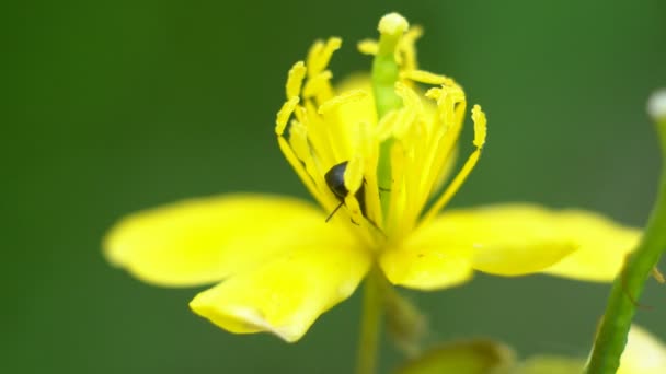 Uno Scarabeo Nero Seduto Fiore Celandine Giallo Mangia Nettare Macro — Video Stock