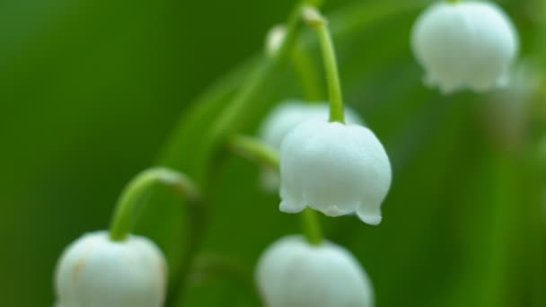 Blommande Blommor Liljekonvalj Svajande Den Lätta Vinden Utomhus Sommarträdgården Upplösning — Stockvideo