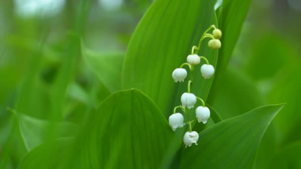 夏の庭の外の光の風に揺れる谷のユリの花を咲かせます 4K解像度ビデオマクロショット — ストック動画