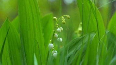 Vadinin nilüferlerinin çiçekleri yaz bahçesinde açık havada hafif rüzgarda sallanıyor. 4K çözünürlüklü makro çekim.