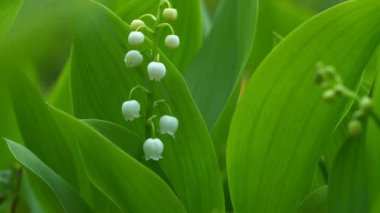 Vadinin nilüferlerinin çiçekleri yaz bahçesinde açık havada hafif rüzgarda sallanıyor. 4K çözünürlüklü makro çekim.