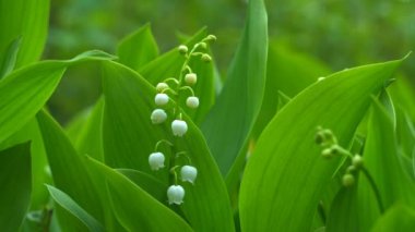 Vadinin nilüferlerinin çiçekleri yaz bahçesinde açık havada hafif rüzgarda sallanıyor. 4K çözünürlüklü makro çekim.