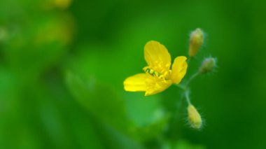 Sarı celandin çiçekleri. Bulanık arkaplanı olan küçük sarı çiçekler. Çelandin çiçekleri