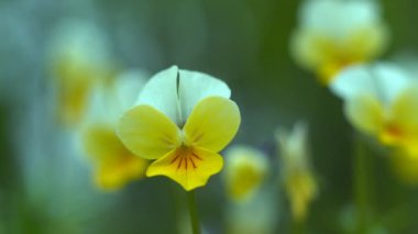 Vahşi ormanın çiçekleri bahar çayırlarında açan menekşe rengi.