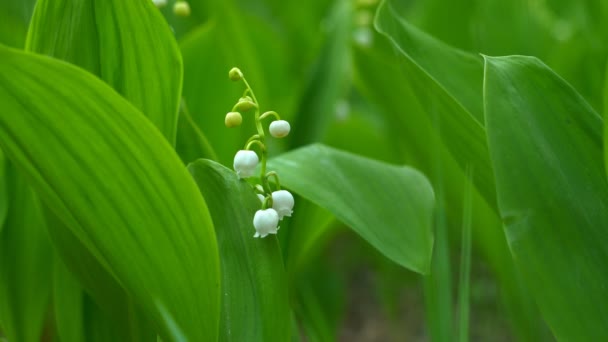 Blossoming flowers of lily of the valley swaying in the light wind outdoors in summer garden. 4K resolution video macro shot.