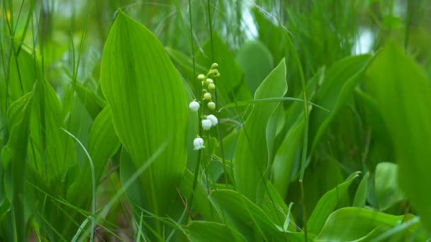 夏の庭の外の光の風に揺れる谷のユリの花を咲かせます 4K解像度ビデオマクロショット — ストック動画